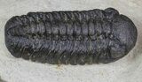 Spiny Cyphaspis & Austerops Trilobite Association #69749-4